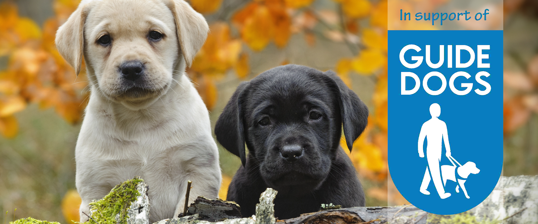 Image result for guide dogs